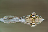 Edible Bullfrog (Pyxicephalus edulis) in waterhole, Marakele National Park, Limpopo, South Africa