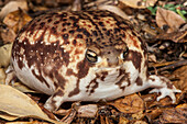 Bushveld Rain Frog (Breviceps adspersus), Marakele National Park, Limpopo, South Africa