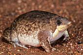 Mottled Shovel-nosed Frog (Hemisus marmoratus), Marakele National Park, Limpopo, South Africa