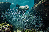 Galapagos Sea Lion (Zalophus wollebaeki) hunting fish, Rabida Island, Galapagos Islands, Ecuador