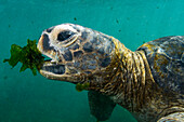 Pacific Green Sea Turtle (Chelonia mydas agassizi) feeding on algae, Urbina Bay, Isabela Island, Galapagos Islands, Ecuador
