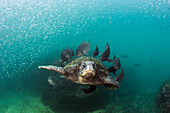 Pacific Green Sea Turtle (Chelonia mydas agassizi) being cleaned by fish, Puerto Egas, Santiago Island, Galapagos Islands, Ecuador