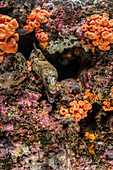 Jewel Moray (Muraena lentiginosa) in defensive posture in reef, Rabida Island, Galapagos Islands, Ecuador