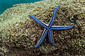Tan Sea Star (Phataria unifascialis), Sullivan Bay, Santiago Island, Galapagos Islands, Ecuador