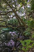 Ferns and trees along spring, Juniper Springs Recreation Area, Ocala National Forest, Florida