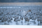 Sandhill Crane (Grus canadensis) males fighting in flock, Platte River, Nebraska