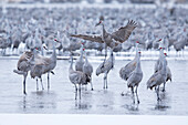 Sandhill Crane (Grus canadensis) male displaying in flock, Platte River, Nebraska