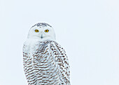 Snowy Owl (Nyctea scandiaca) female, Big Lake, Minnesota