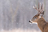 White-tailed Deer (Odocoileus virginianus) buck, Fort Snelling State Park, Minnesota