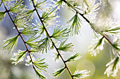 Lodgepole Pine (Larix laricina) young needles with dew, Ely, Minnesota