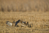 Greater Prairie Chicken (Tympanuchus cupido) males fighting at lek, Bluestem Prairie Scientific and Natural Area, Barnesville, Minnesota