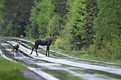 Moose (Alces alces andersoni) mother and calf crossing road, Gunflint Trail, Grand Marais, Minnesota