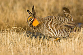 Greater Prairie Chicken (Tympanuchus cupido) male displaying at lek, Bluestem Prairie Scientific and Natural Area, Barnesville, Minnesota