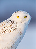 Snowy Owl (Nyctea scandiaca), Vermillion, Minnesota