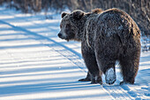 Brown Bear (Ursus arctos) walking along road in early winter, Kluane River, Yukon, Canada