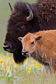 American Bison (Bison bison) mother and calf, Moise, Montana