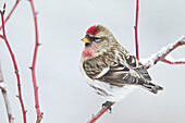 Common Redpoll (Carduelis flammea) male in winter, Troy, Montana