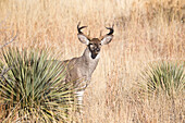 Coue's Deer (Odocoileus virginianus couesi) mature buck, southern Arizona