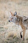 Coyote (Canis latrans), eastern Montana