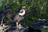 Blue Grouse (Dendragapus obscurus) male displaying, Troy, Montana