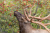 Elk (Cervus elaphus) mature bull feeding on Chokecherry (Prunus virginiana) berries, central Montana