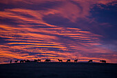 Elk (Cervus elaphus) herd at sunrise, eastern Montana