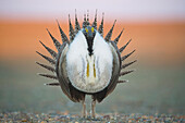 Sage Grouse (Centrocercus urophasianus) male displaying at lek, eastern Montana