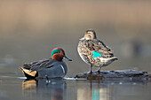 Common Teal (Anas crecca) male and female in breeding plumage, central Montana