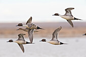 Northern Pintail (Anas acuta) males courting female in courtship flight, central Montana
