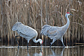 Sandhill Crane (Grus canadensis) pair foraging and wading in pond, Bitterroot Valley, Montana