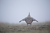 Sharp-tailed Grouse (Tympanuchus phasianellus) male displaying at lek in fog, eastern Montana