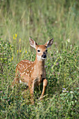 White-tailed Deer (Odocoileus virginianus) fawn, central Montana