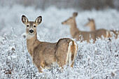 White-tailed Deer (Odocoileus virginianus) does in late spring snowfall, western Montana