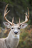 White-tailed Deer (Odocoileus virginianus) mature buck, western Montana