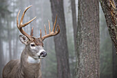 White-tailed Deer (Odocoileus virginianus) mature buck, western Montana