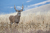 White-tailed Deer (Odocoileus virginianus) mature buck in grassland, western Montana