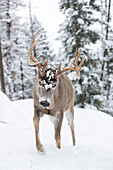 White-tailed Deer (Odocoileus virginianus) buck in winter, western Montana