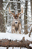 White-tailed Deer (Odocoileus virginianus) buck jumping in winter, western Montana