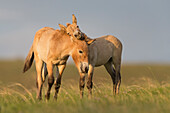 Przewalski's Horse (Equus ferus przewalskii) foals playing, Hustai National Park, Mongolia