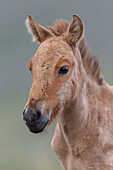 Przewalski's Horse (Equus ferus przewalskii) foal, Hustai National Park, Mongolia