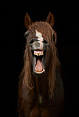 Domestic Horse (Equus caballus) yawning, Sussex, England