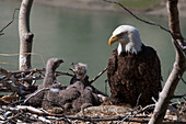 Bald Eagle (Haliaeetus leucocephalus) parent at nest with chicks, Yukon Territory, Canada