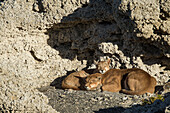 Mountain Lion (Puma concolor) mother and six month old female cub sleeping in shelter of calcium deposits, Sarmiento Lake, Torres del Paine National Park, Patagonia, Chile