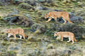 Mountain Lion (Puma concolor) mother and six month old cubs walking through pre-andean shrubland, Torres del Paine National Park, Patagonia, Chile