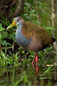 Giant Wood-Rail (Aramides ypecaha), Ibera Provincial Reserve, Ibera Wetlands, Argentina