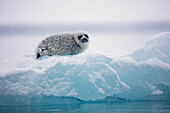 Ringed Seal (Pusa hispida) pup on ice floe, Svalbard, Norway