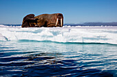 Walrus (Odobenus rosmarus) on ice floe, Svalbard, Norway