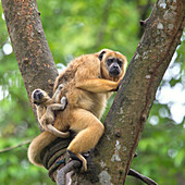 Black Howler Monkey (Alouatta caraya) young on mother's back, native to Central and South America