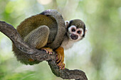 South American Squirrel Monkey (Saimiri sciureus), native to Central and South America
