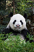 Giant Panda (Ailuropoda melanoleuca), native to China